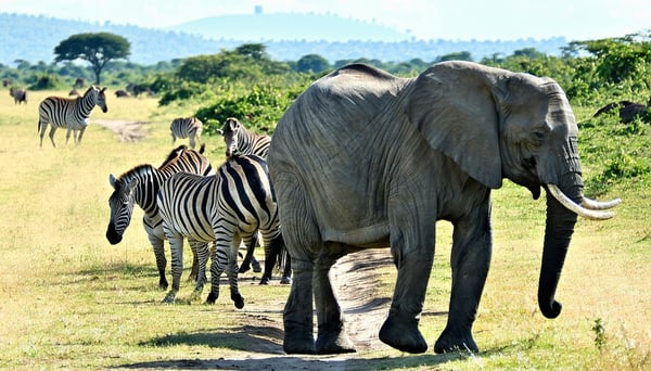 safari tour-1